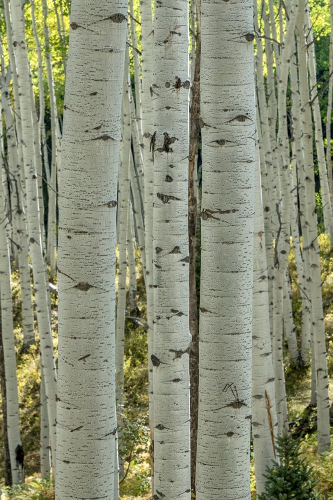 Aspen Trunks V art print by Danny Head for $57.95 CAD