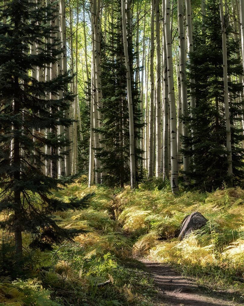 High Country art print by Danny Head for $57.95 CAD