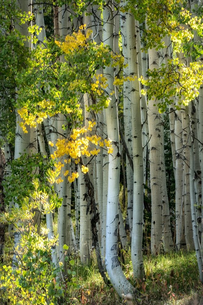 Aspen Trunks VI art print by Danny Head for $57.95 CAD