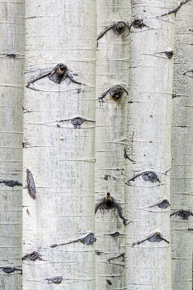 Aspen Eyes art print by Danny Head for $57.95 CAD