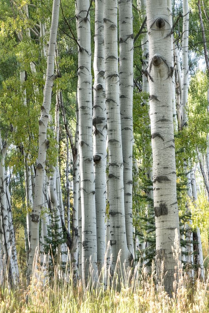 Aspen Trunks VII art print by Danny Head for $57.95 CAD