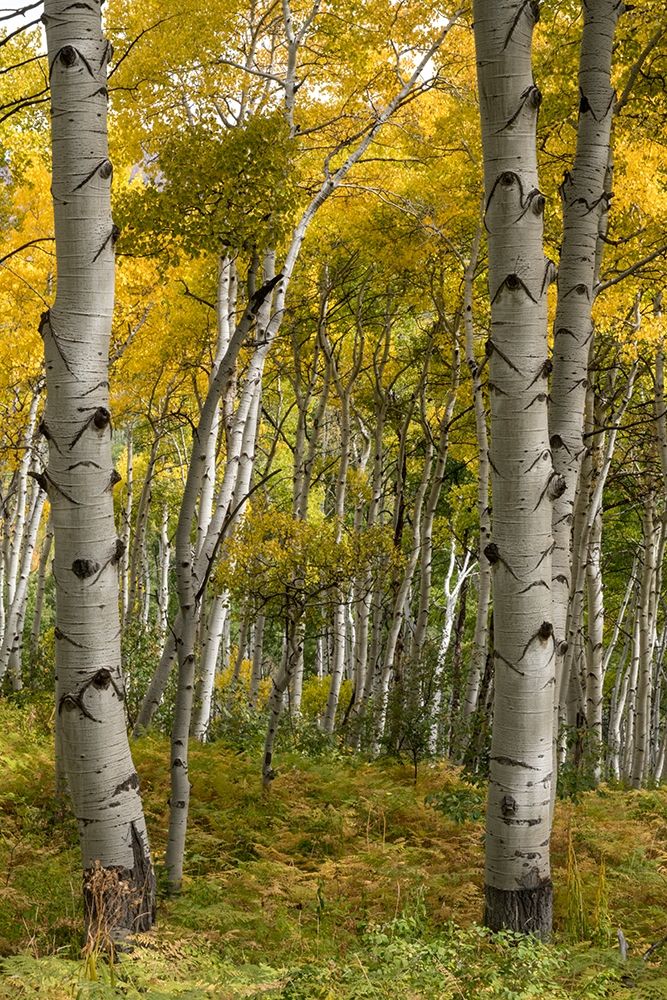 Autumn Aspens I art print by Danny Head for $57.95 CAD