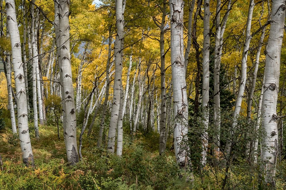 Autumn Grove II art print by Danny Head for $57.95 CAD