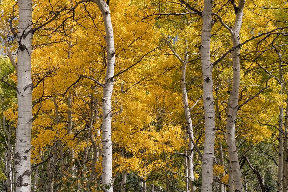Autumn GroveI art print by Danny Head for $57.95 CAD