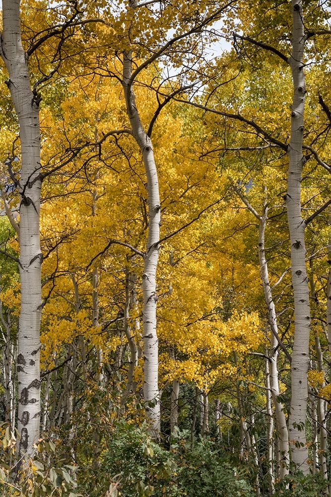Autumn Aspens II art print by Danny Head for $57.95 CAD