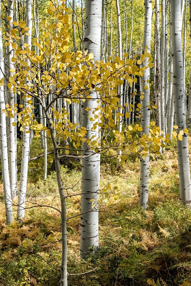 Autumn Aspens III art print by Danny Head for $57.95 CAD
