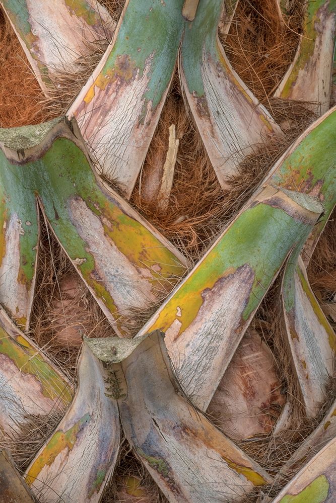 Palm Trunk Detail I art print by Danny Head for $57.95 CAD