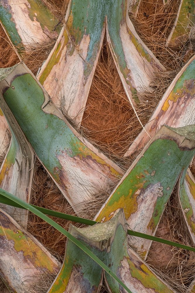 Palm Trunk Detail II art print by Danny Head for $57.95 CAD