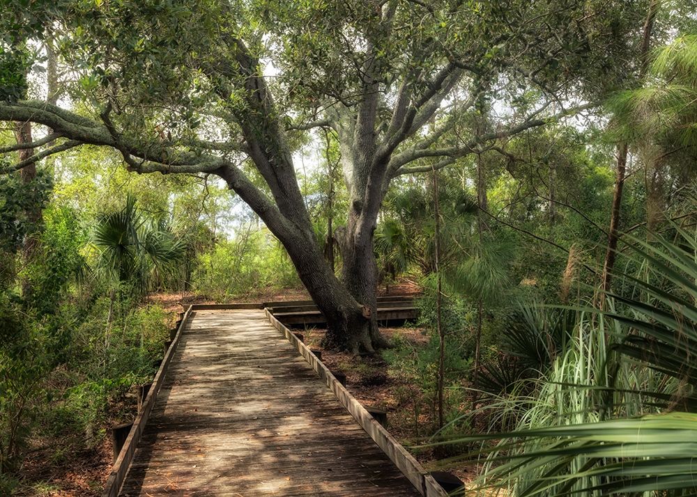 Tropical Walk art print by Danny Head for $57.95 CAD