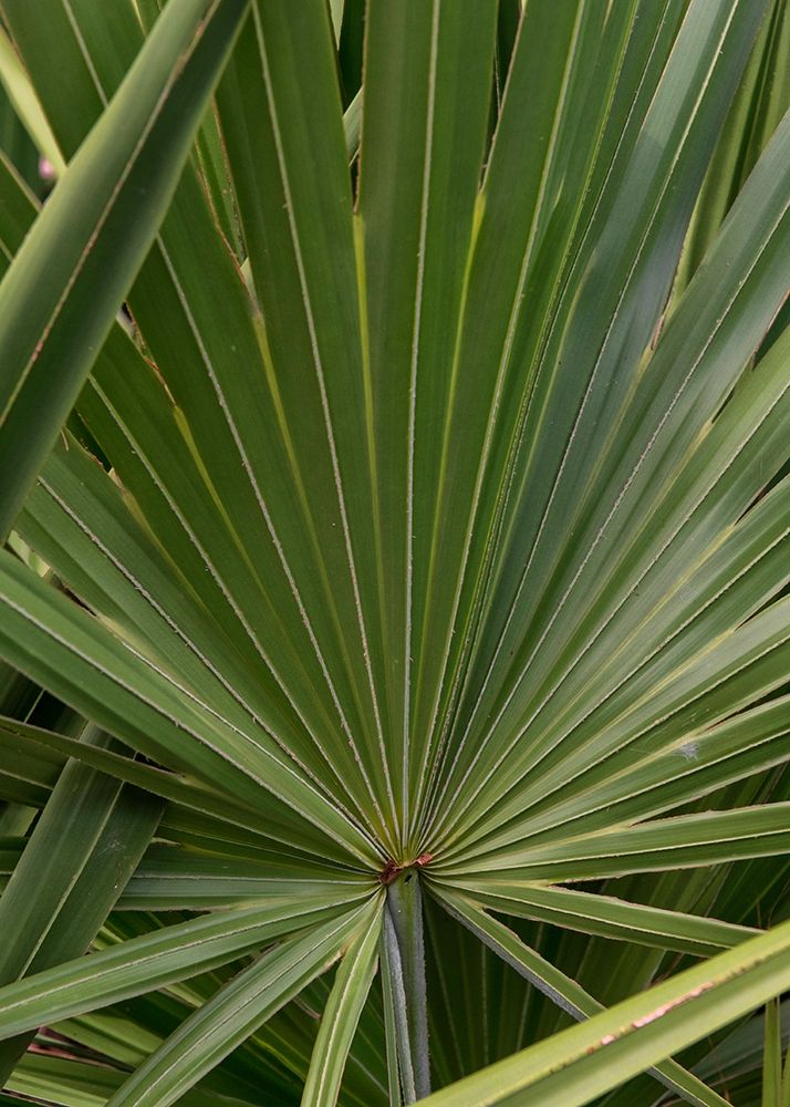 Palm Detail III art print by Danny Head for $57.95 CAD