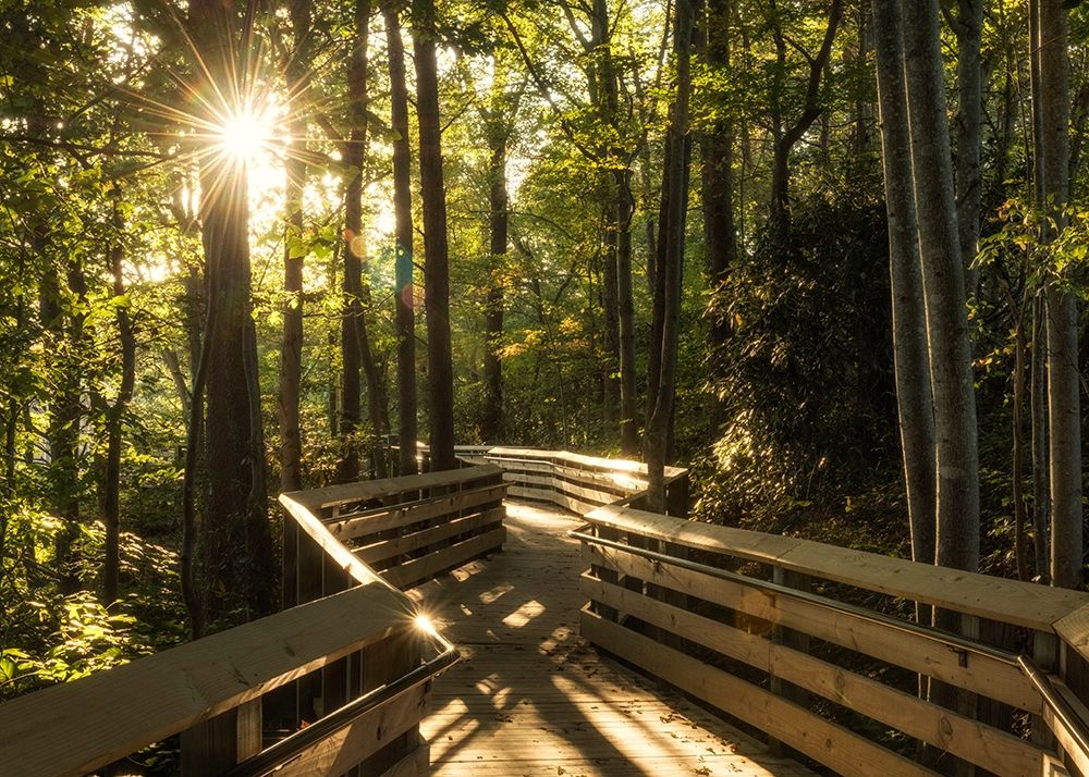 Sunstar Path art print by Danny Head for $57.95 CAD