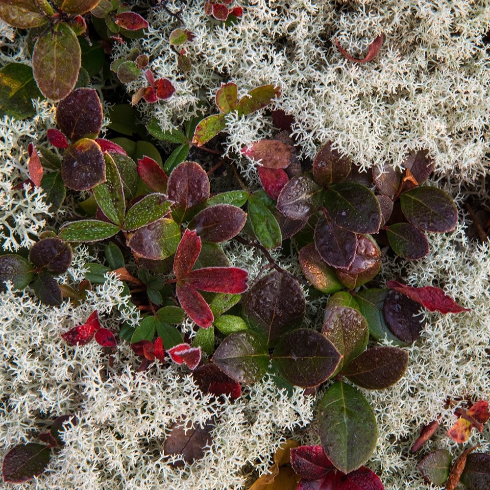 Ground Cover II art print by Danny Head for $57.95 CAD