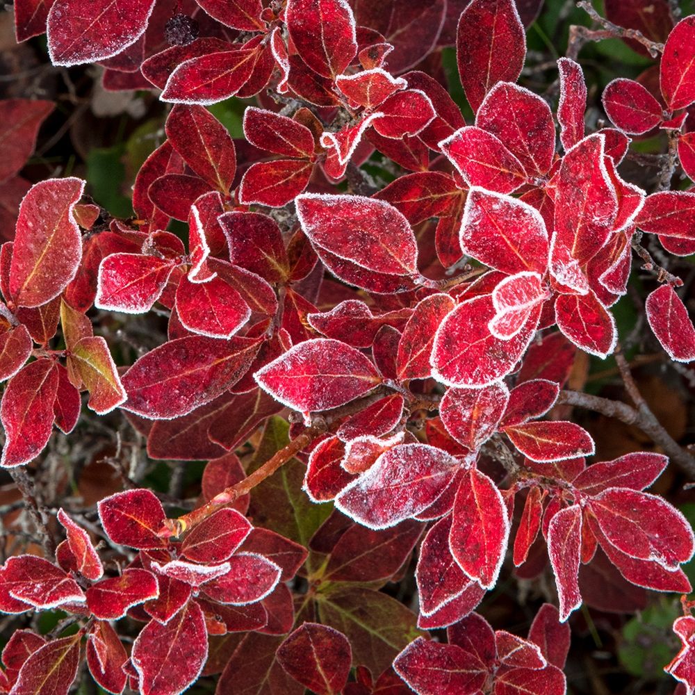 Ground Cover III art print by Danny Head for $57.95 CAD