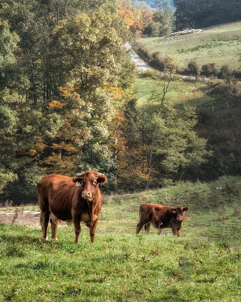 Moo art print by Danny Head for $57.95 CAD