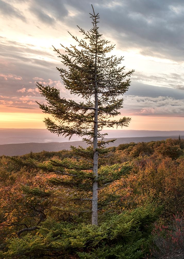 Standing Alone art print by Danny Head for $57.95 CAD