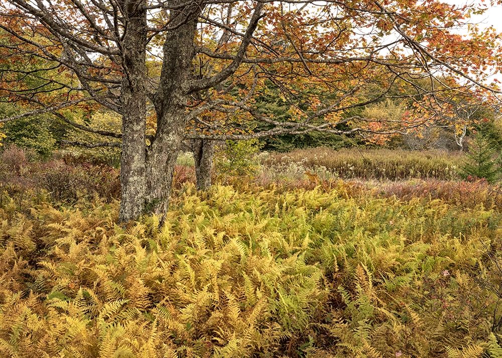 Maples and Ferns art print by Danny Head for $57.95 CAD