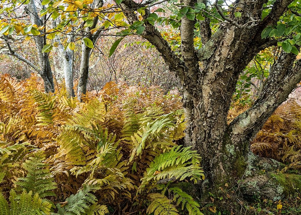Autumn Fern art print by Danny Head for $57.95 CAD