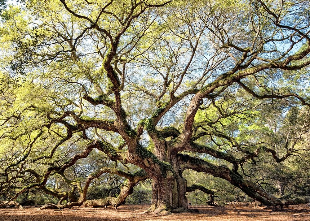 Angel Oak art print by Danny Head for $57.95 CAD