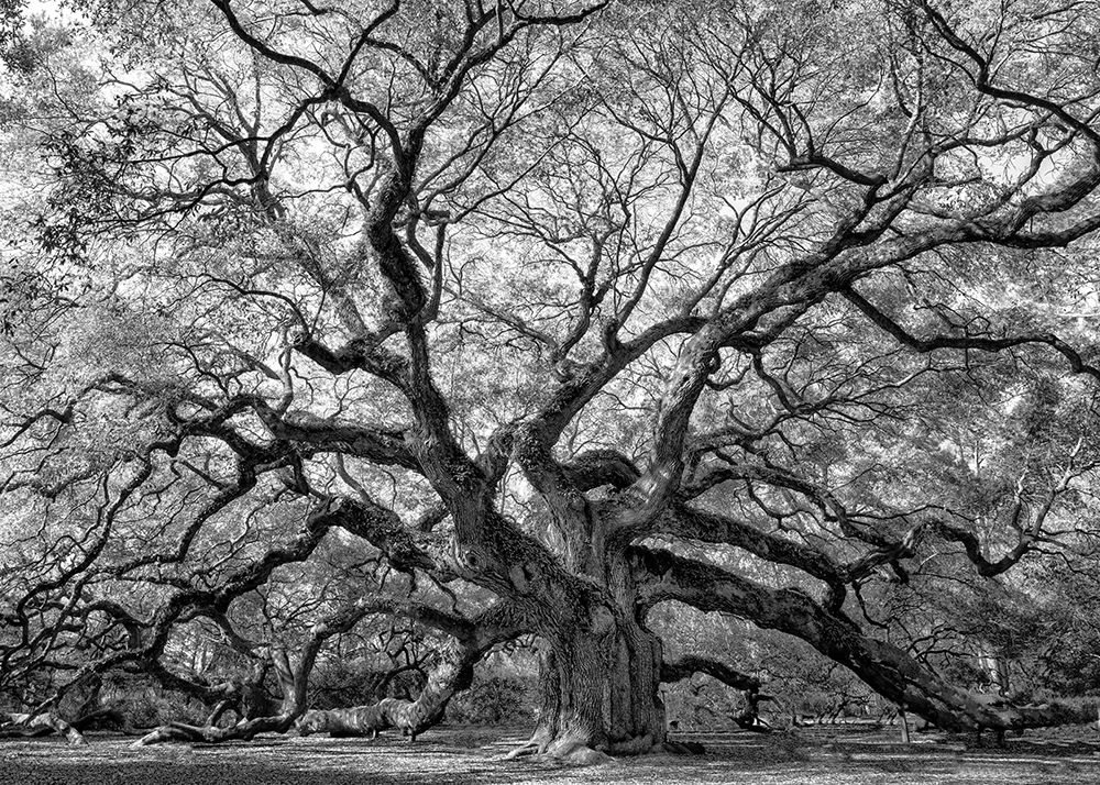 Angel Oak BAndW art print by Danny Head for $57.95 CAD