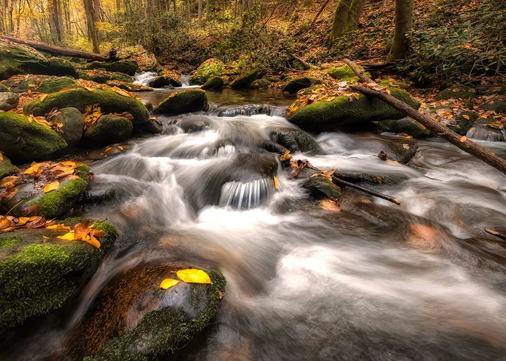 Fallen Leaves art print by Danny Head for $57.95 CAD