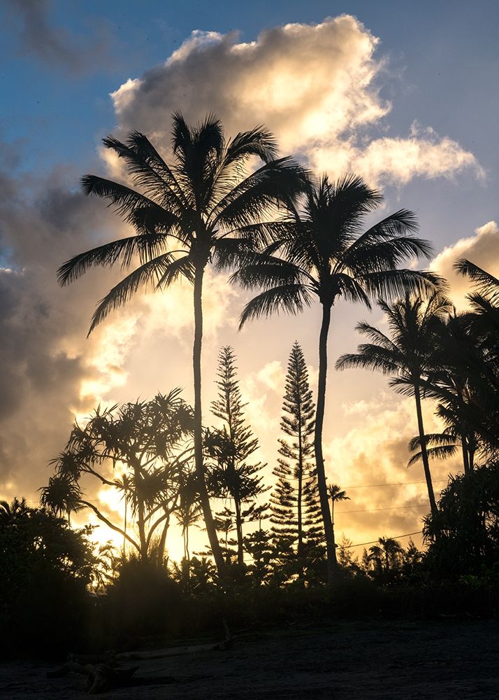 Palm Silouette I art print by Danny Head for $57.95 CAD