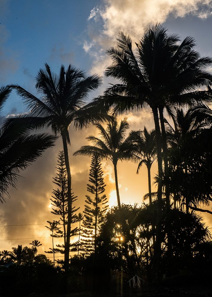 Palm Silouette II art print by Danny Head for $57.95 CAD