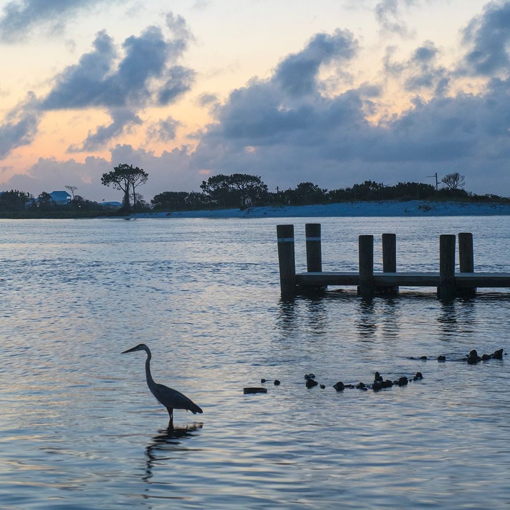 Blue Heron art print by Danny Head for $57.95 CAD