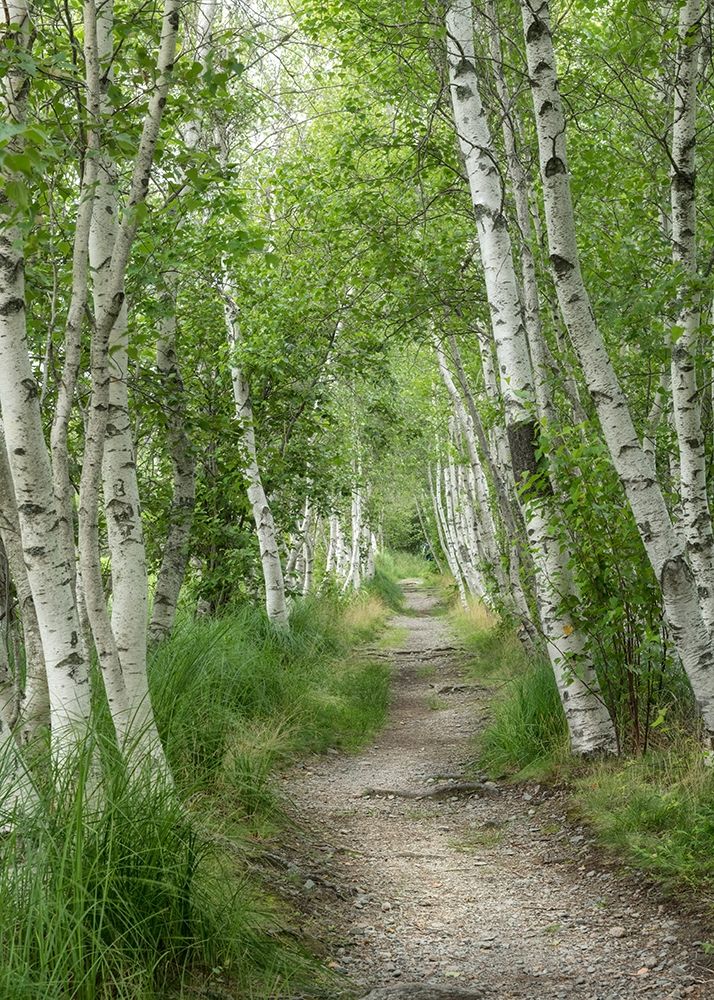 Summer Path I art print by Danny Head for $57.95 CAD