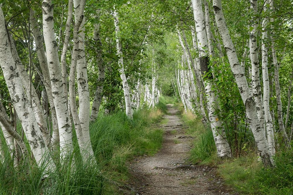 Summer Path II art print by Danny Head for $57.95 CAD