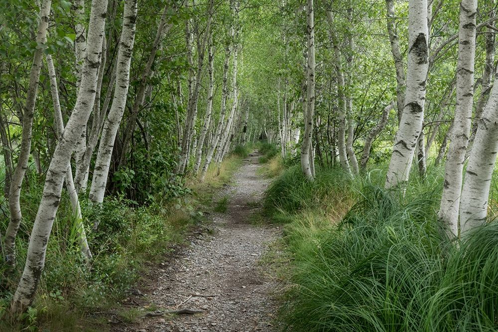 Summer Path III art print by Danny Head for $57.95 CAD