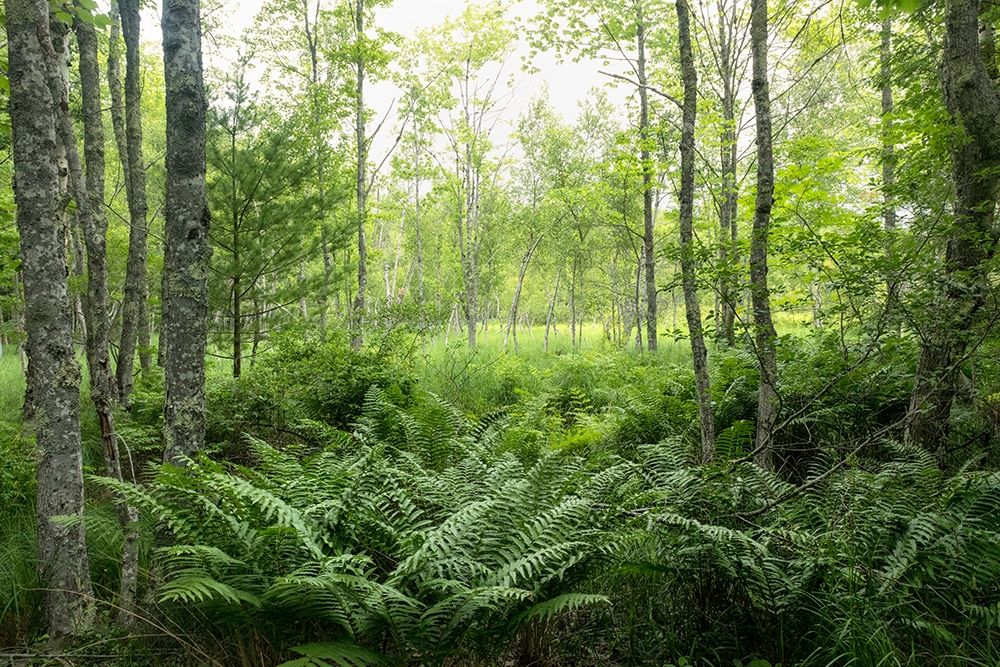 Woodlands art print by Danny Head for $57.95 CAD