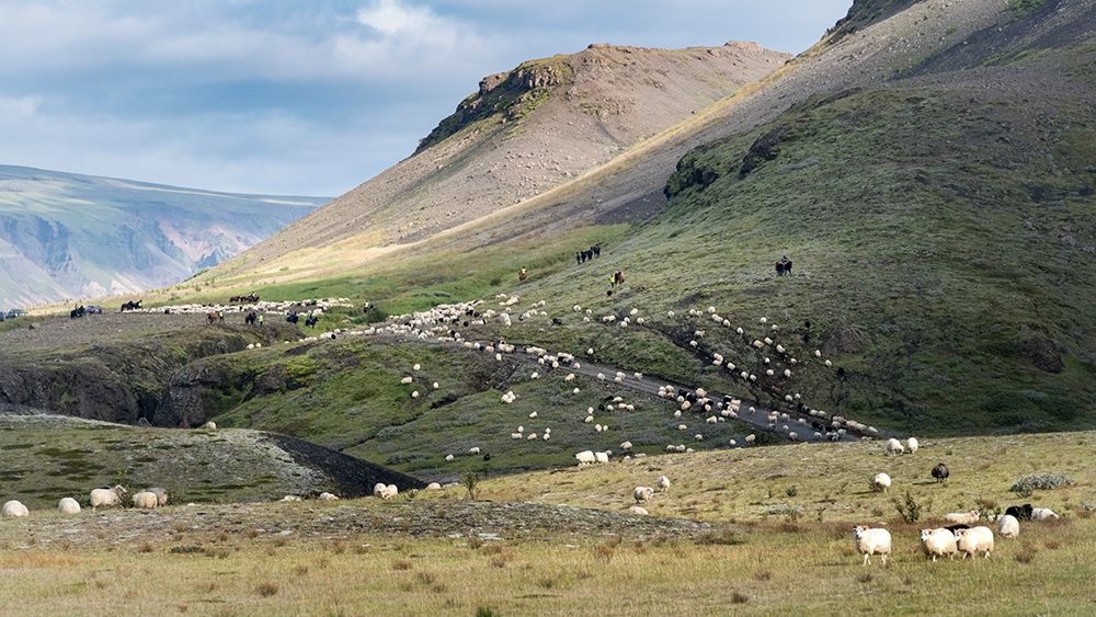 Herding Sheep II art print by Danny Head for $57.95 CAD