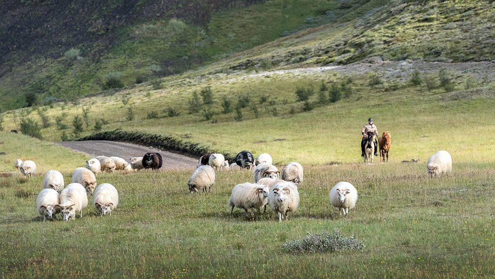 Herding Sheep III art print by Danny Head for $57.95 CAD