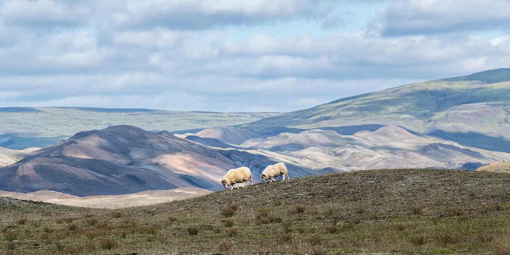 Highland Grazing I art print by Danny Head for $57.95 CAD