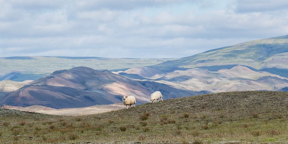 HIghland Grazing II art print by Danny Head for $57.95 CAD