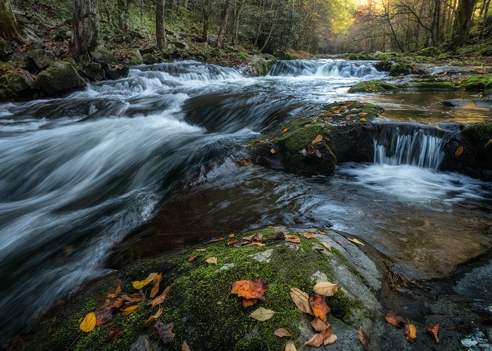 Mossy Rocks art print by Danny Head for $57.95 CAD