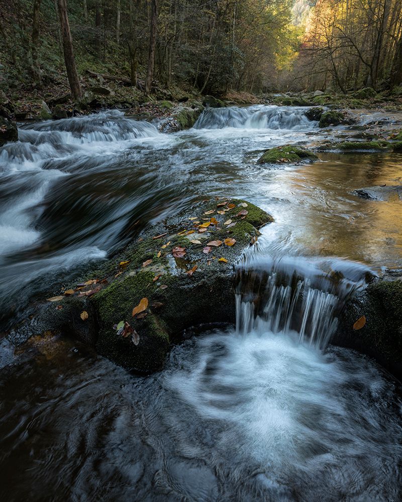 Moss and Leaves art print by Danny Head for $57.95 CAD
