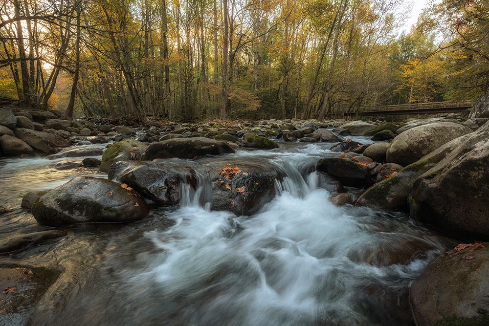 Amber Autumn II art print by Danny Head for $57.95 CAD
