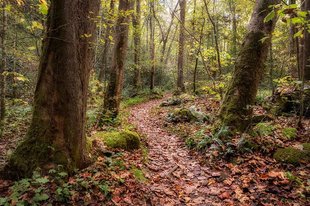 Mt Sterling Trail I art print by Danny Head for $57.95 CAD