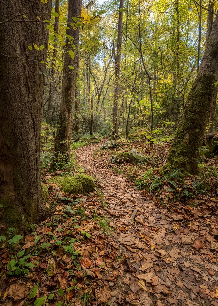 Mt Sterling Trail II art print by Danny Head for $57.95 CAD