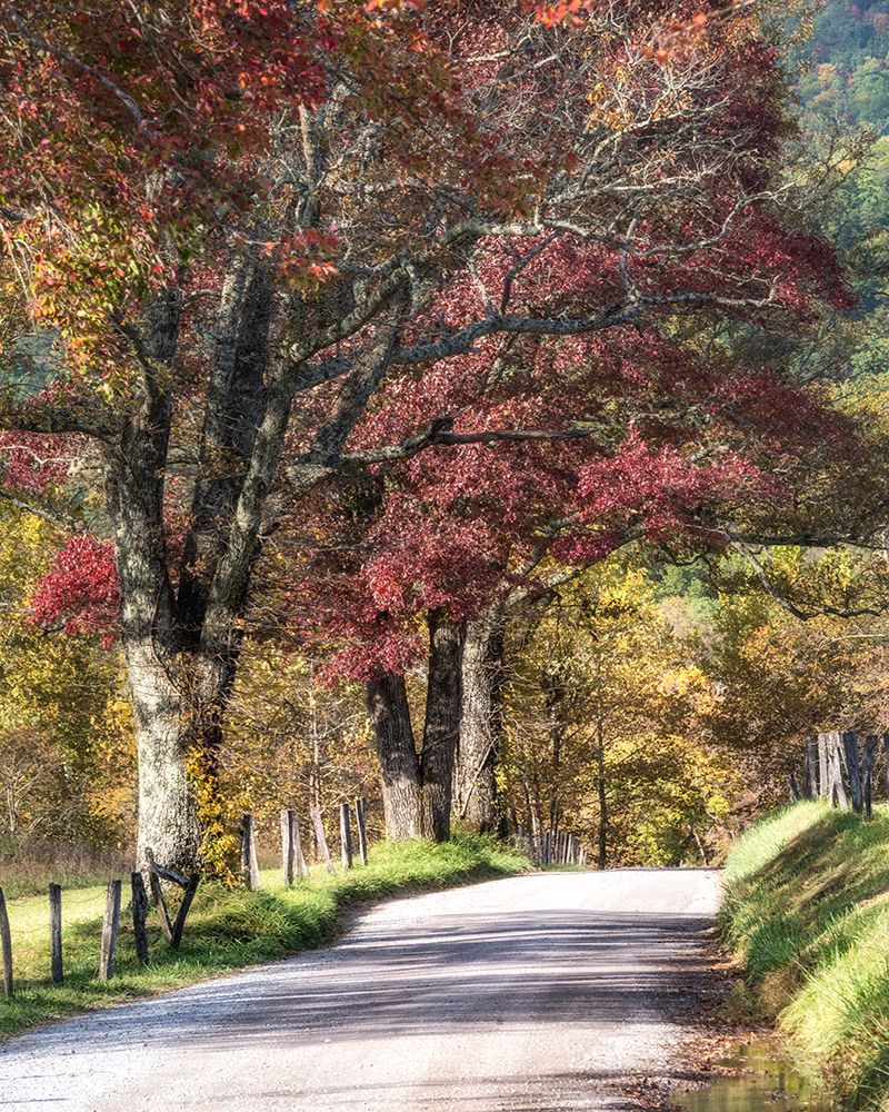 Cove Lane I art print by Danny Head for $57.95 CAD