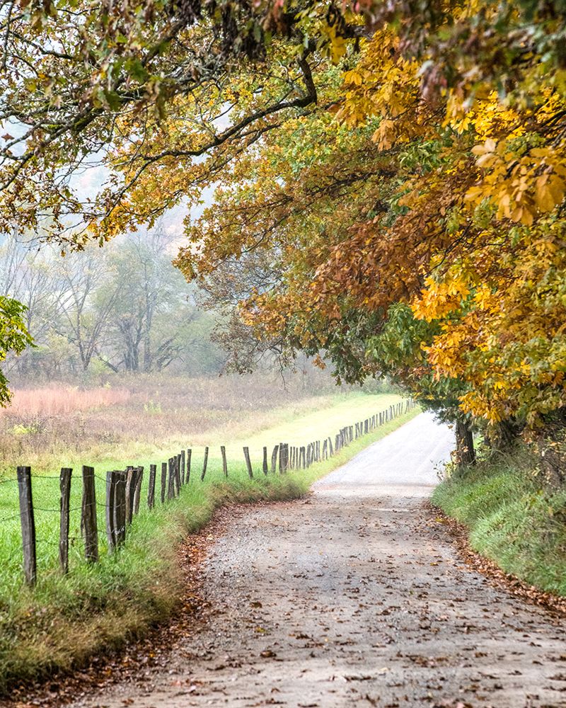 Cove lane II art print by Danny Head for $57.95 CAD