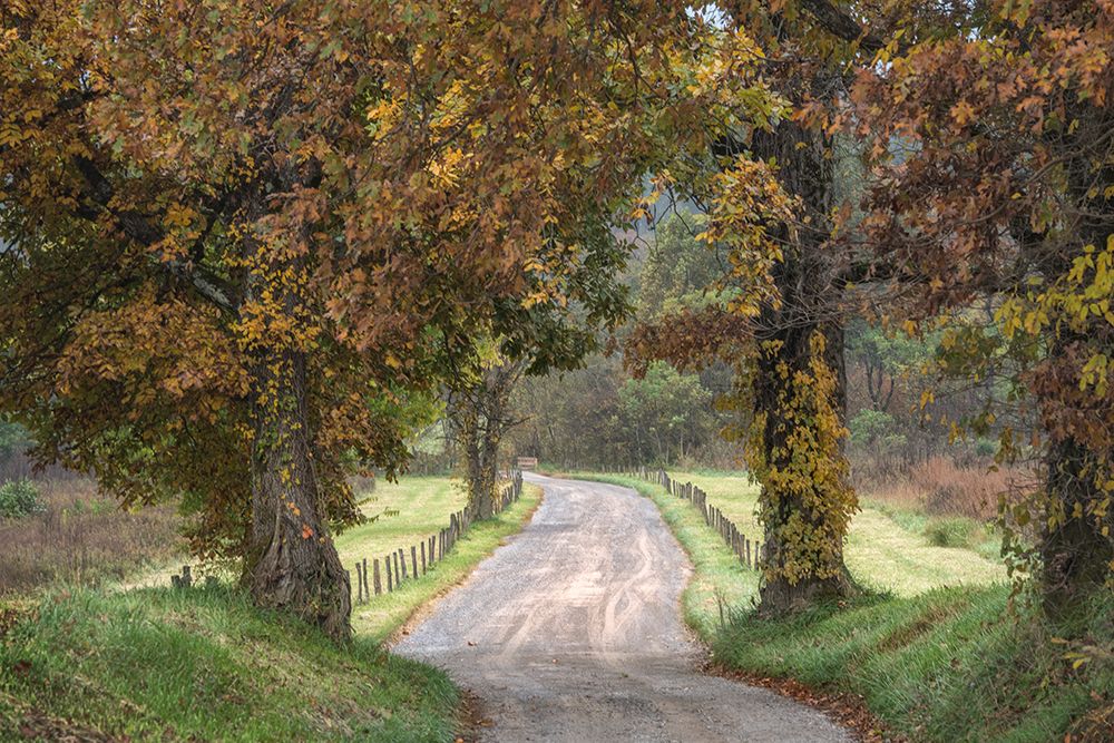 Between the Oaks art print by Danny Head for $57.95 CAD