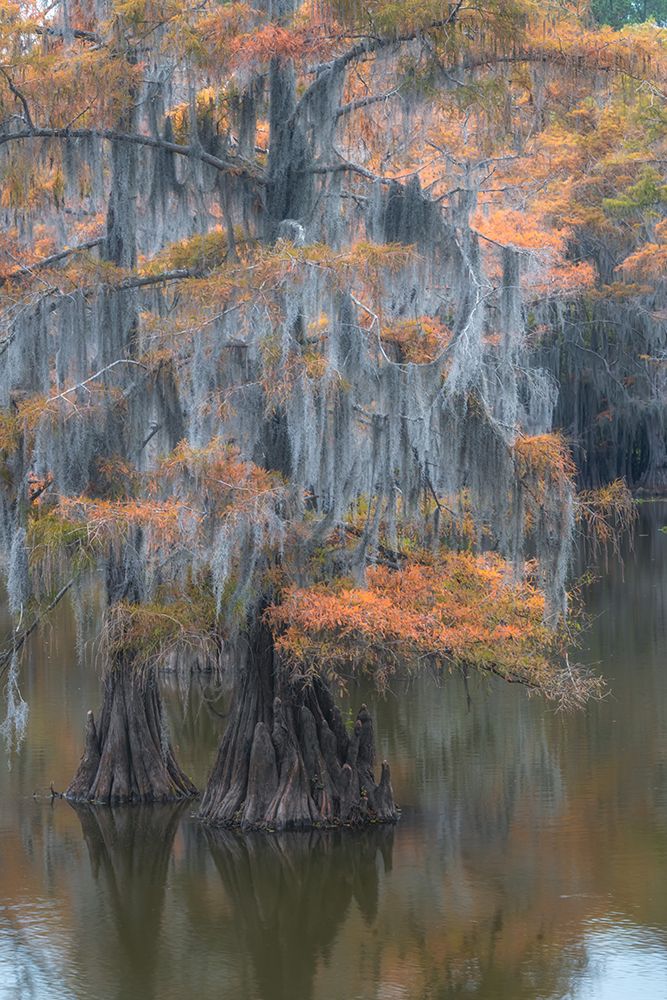 Bayou Moss II art print by Danny Head for $57.95 CAD
