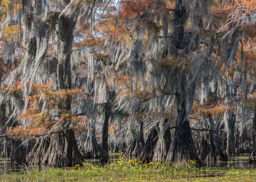 Bayou Flowers art print by Danny Head for $57.95 CAD