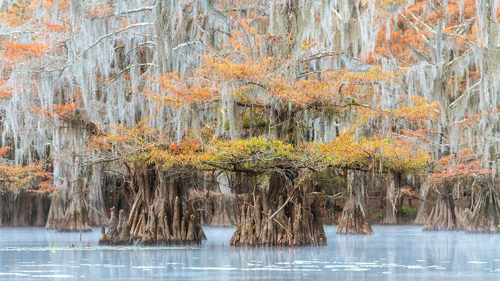 Bayou Colors art print by Danny Head for $57.95 CAD
