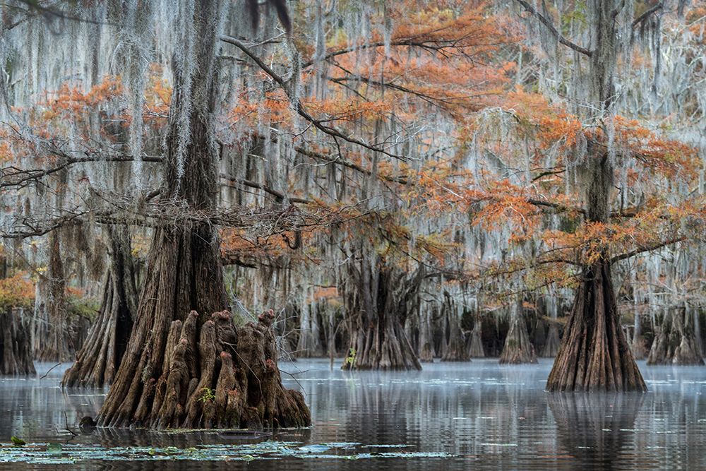 Spanish Moss I art print by Danny Head for $57.95 CAD