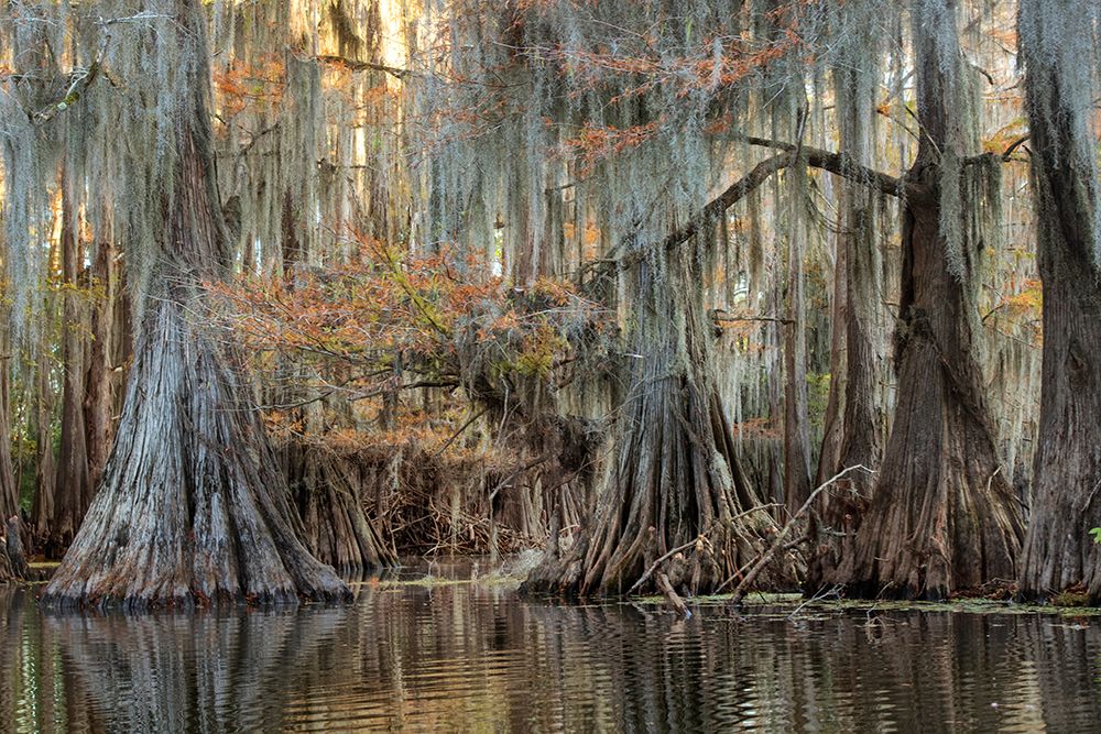 Cypress Silk art print by Danny Head for $57.95 CAD