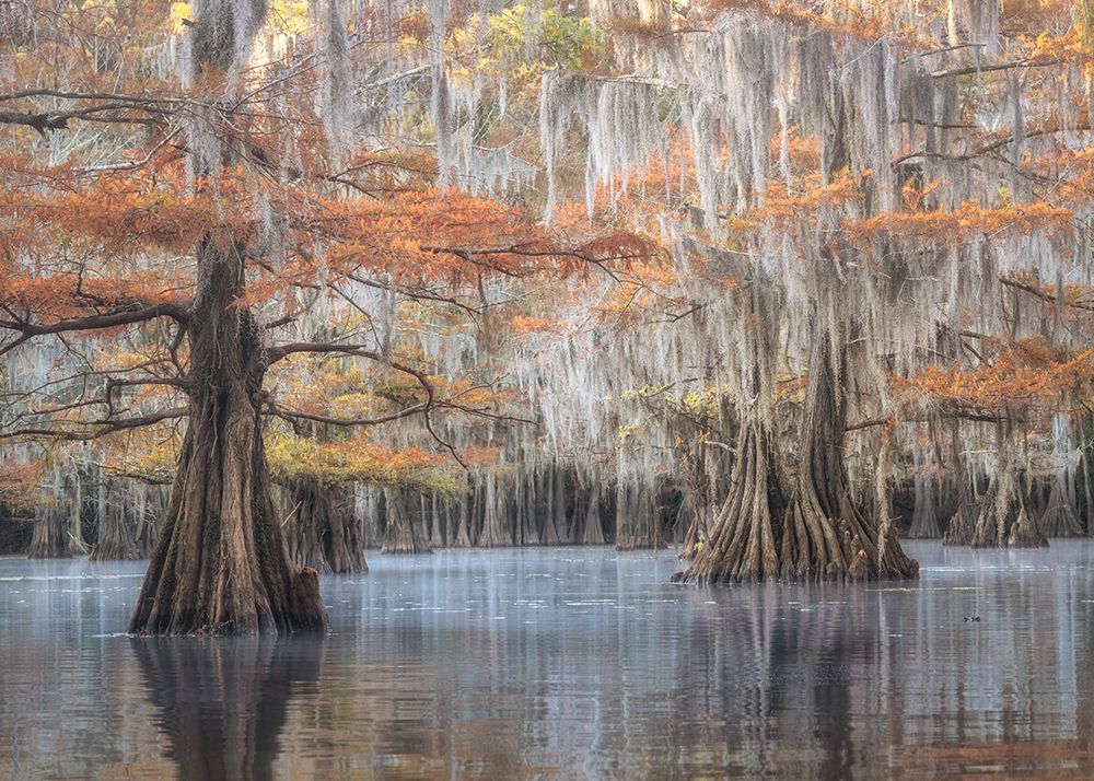 Southern Charm art print by Danny Head for $57.95 CAD