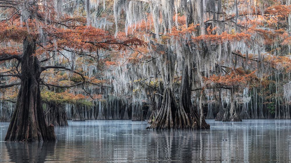 Spanish Moss II art print by Danny Head for $57.95 CAD